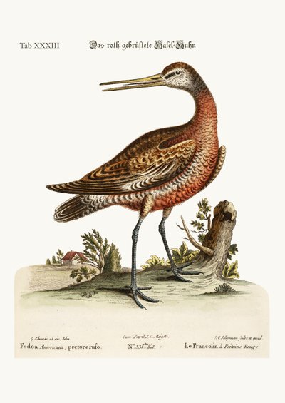 The Red-breasted Godwit by George Edwards